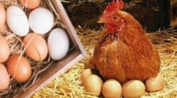أسعار الدواجن اليوم الأربعاء 19 فبراير.. ومفاجأة في ثمن البانيه
