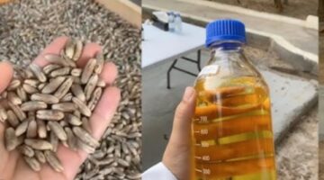 ماذا يحدث فى الجسم عند شرب منقوع نواة التمر.. فوائد مذهلة