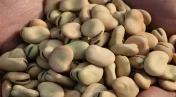 ارتفاع أسعار الفول والزيت واللحوم اليوم بالأسواق يشهد تزايدًا ملحوظًا السبت