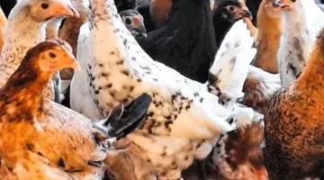 أسعار الفراخ اليوم بمطروح الأحد 23 مارس 2025.. البلدي يصل لـ120 جنيهًا