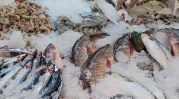 أسعار السمك اليوم الخميس 20-3-2025 في الإسماعيلية – التحديث اليومي