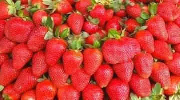 أسعار الفاكهة اليوم في مطروح الاثنين 24-3-2025.. الفراولة تصل لـ30 جنيهًا