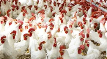 أسعار الفراخ البيضاء اليوم الخميس 27 مارس 2025 في سوق الدواجن المصري