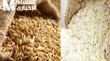 أسعار الأرز الشعير اليوم الاثنين 24/3/2025 .. اعرف السعر وصل لكام