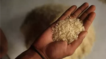 أسعار طن الأرز الشعير في الأسواق بتاريخ 9 مارس 2025