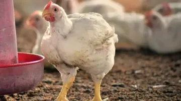 أسعار الدواجن تستقر والبيض يشهد ارتفاعًا بأسواق الوادي الجديد اليوم الاثنين
