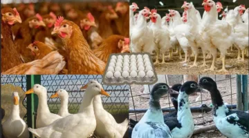 زيادة الطلب قبل العيد.. أسعار الفراخ والبيض اليوم في الأسواق بالتفصيل
