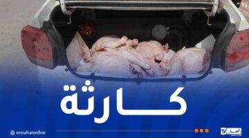 أمن مستغانم يحجز 90.4 كلغ من اللحوم البيضاء الفاسدة – مصربوست