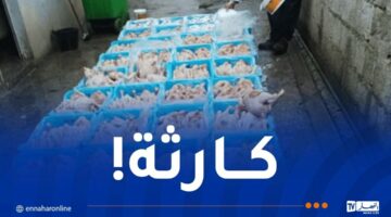 حجز أكثر من 5 قناطير من اللحوم البيضاء و الحمراء الفاسدة بأقبو – مصربوست