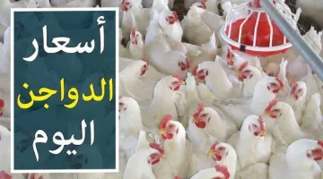 أسعار الدواجن اليوم: البلدي يصل إلى 120 جنيهًا السبت 22 مارس 2025