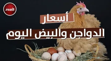 أسعار الدواجن والبيض اليوم الأربعاء 26 مارس 2025: البلدي يصل 120 جنيهًا