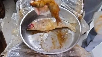 ضبط نصف طن أسماك ولحوم فاسدة مجهولة المصدر بحملة تفتيش في كفر الشيخ