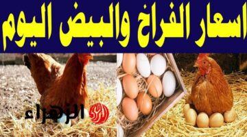 أسعار الدواجن تشهد مفاجأة غير متوقعة اليوم.. هل يُعد هذا الوقت فرصة مثالية للشراء؟ تعرف على أسعار البيض الآن!