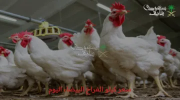 أسعار الفراخ البيضاء اليوم الجمعة 28 مارس 2025.. متى ستنخفض الأسعار في الأسواق؟